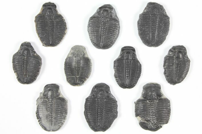 Lot: - Elrathia Trilobite Molt Fossils - Pieces #92102